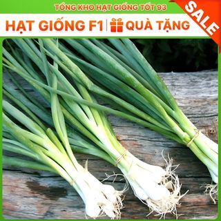 Hạt giống Hành Hương  năng suất cao hàng công ty Loại 1