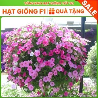 Hạt giống hoa dạ yến thảo bông to (gói khoảng 400 hạt) năng suất cao hàng công y Loại 1