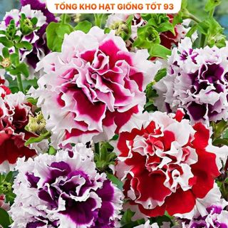 Hạt Giống Hoa Dạ Yến Thảo Kép Mix Đủ Màu (gói 450 hạt) hàng công ty Loại 1