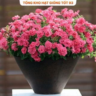 Hạt Giống Hoa Dạ Yến Thảo Kép Mix Đủ Màu (gói 450 hạt) hàng công ty Loại 1