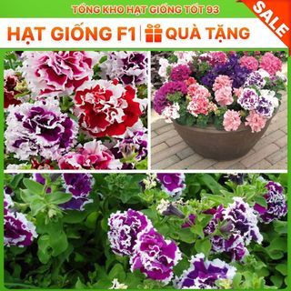 Hạt Giống Hoa Dạ Yến Thảo Kép Mix Đủ Màu (gói 450 hạt) hàng công ty Loại 1