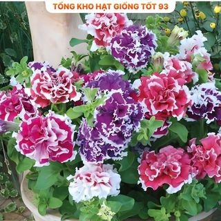 Hạt Giống Hoa Dạ Yến Thảo Kép Mix Đủ Màu (gói 450 hạt) hàng công ty Loại 1