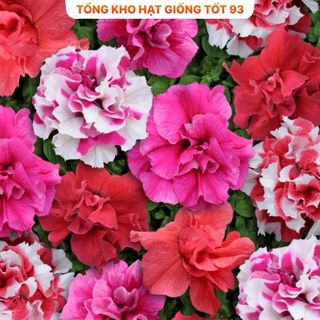 Hạt Giống Hoa Dạ Yến Thảo Kép Mix Đủ Màu (gói 450 hạt) hàng công ty Loại 1