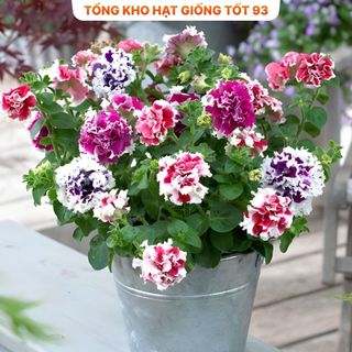 Hạt Giống Hoa Dạ Yến Thảo Kép Mix Đủ Màu (gói 450 hạt) hàng công ty Loại 1