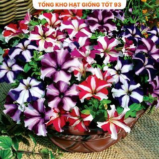 Hạt Giống Hoa Dạ Yến Thảo Sọc Mix Đủ Màu (gói 420 hạt) hàng công ty Loại 1