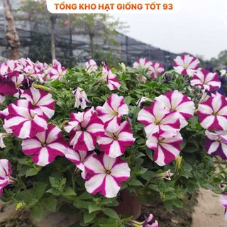 Hạt Giống Hoa Dạ Yến Thảo Sọc Mix Đủ Màu (gói 420 hạt) hàng công ty Loại 1
