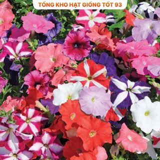Hạt Giống Hoa Dạ Yến Thảo Sọc Mix Đủ Màu (gói 420 hạt) hàng công ty Loại 1