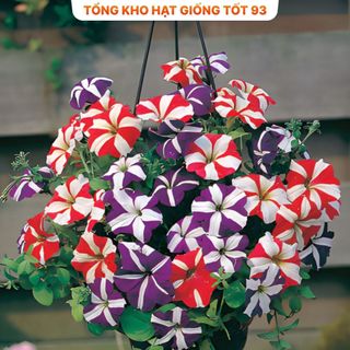 Hạt Giống Hoa Dạ Yến Thảo Sọc Mix Đủ Màu (gói 420 hạt) hàng công ty Loại 1