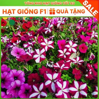 Hạt Giống Hoa Dạ Yến Thảo Sọc Mix Đủ Màu (gói 420 hạt) hàng công ty Loại 1