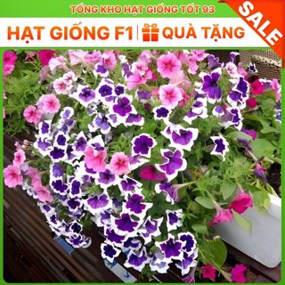 Hạt Giống Hoa Dạ Yến Thảo Viền Mix Đủ Màu gói 450 hạt hàng công ty Loại 1