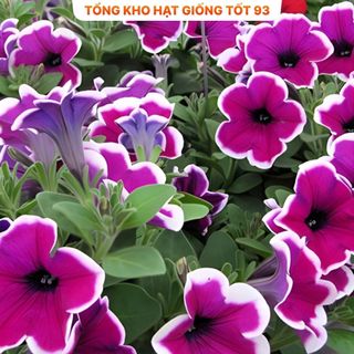 Hạt Giống Hoa Dạ Yến Thảo Viền Mix Đủ Màu gói 450 hạt hàng công ty Loại 1