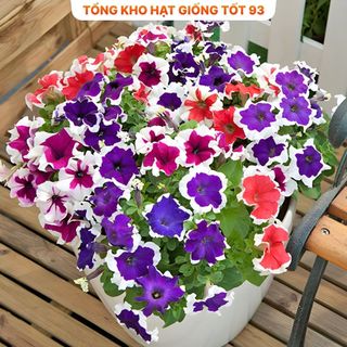 Hạt Giống Hoa Dạ Yến Thảo Viền Mix Đủ Màu gói 450 hạt hàng công ty Loại 1