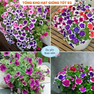 Hạt Giống Hoa Dạ Yến Thảo Viền Mix Đủ Màu gói 450 hạt hàng công ty Loại 1