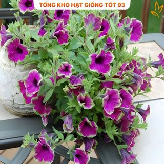 Hạt Giống Hoa Dạ Yến Thảo Viền Mix Đủ Màu gói 450 hạt hàng công ty Loại 1