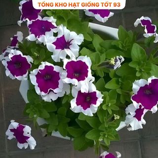 Hạt Giống Hoa Dạ Yến Thảo Viền Mix Đủ Màu gói 450 hạt hàng công ty Loại 1
