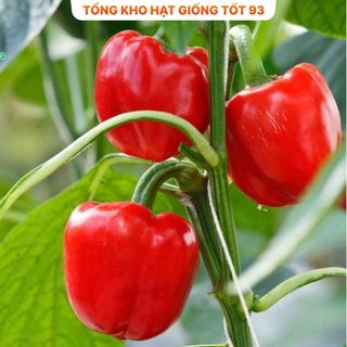 Hạt giống Ớt chuông hàng công ty Loại 1