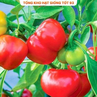 Hạt giống Ớt chuông hàng công ty Loại 1
