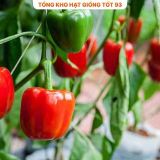 Hạt giống Ớt chuông hàng công ty Loại 1