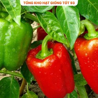 Hạt giống Ớt chuông hàng công ty Loại 1