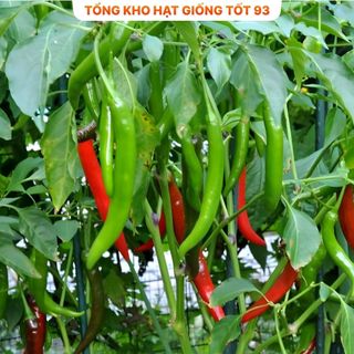 Hạt giống ớt sừng năng suất cao dễ trồng - hàng công ty loai 1