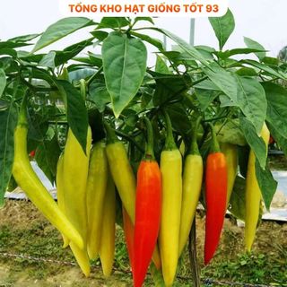 Hạt giống ớt sừng năng suất cao dễ trồng - hàng công ty loai 1