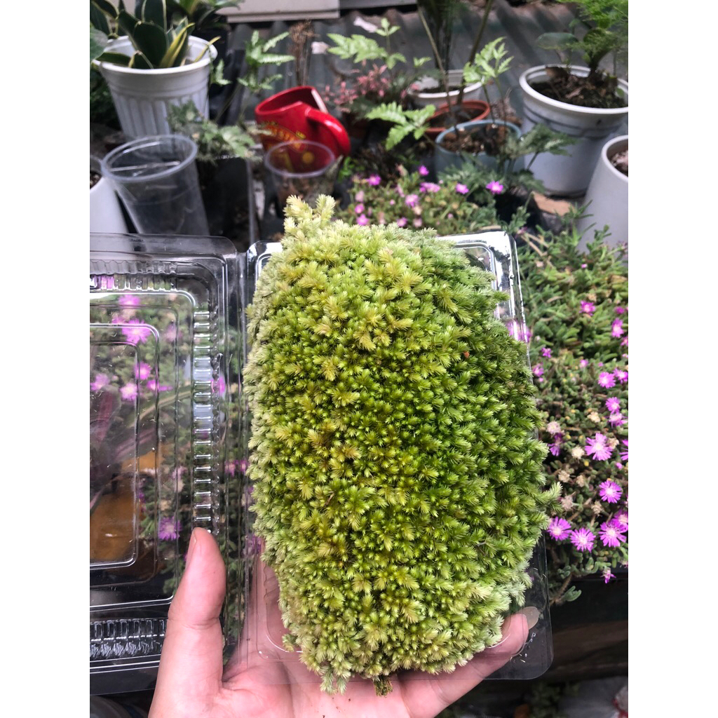 Rêu cusion ( leucobryum ),Rêu Bonsai xanh đẹp trang trí bán cạn, terrarium, tiểu cảnh,bonsai mua 5 tặng 1