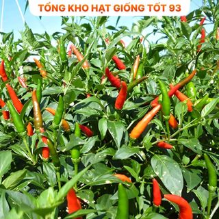 Hạt giống Ớt hiểm lai 0,1gram năng suất cao -hàng công ty Loại 1