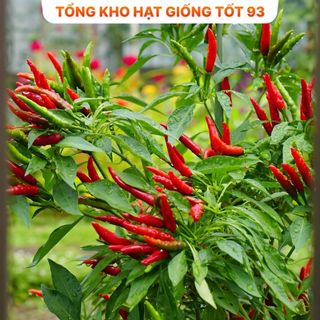 Hạt giống Ớt hiểm lai 0,1gram năng suất cao -hàng công ty Loại 1