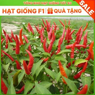 Hạt giống Ớt hiểm lai 0,1gram năng suất cao -hàng công ty Loại 1