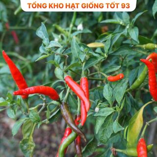 Hạt giống Ớt hiểm lai 0,1gram năng suất cao -hàng công ty Loại 1