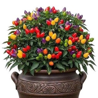 Hạt giống 7 màu -  Ớt kiểng rất Đẹp  F1 hàng công ty loại 1