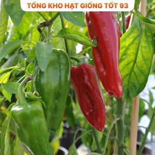 Hạt giống ớt ngọt, ớt trái cây quả dài khổng lồ - hàng công ty loại 1