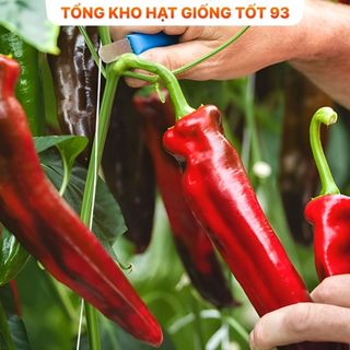 Hạt giống ớt ngọt, ớt trái cây quả dài khổng lồ - hàng công ty loại 1