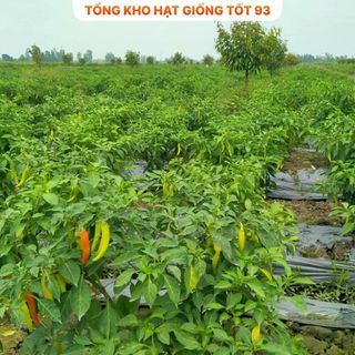 Hạt giống ớt sừng năng suất cao dễ trồng - hàng công ty loai 1