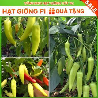Hạt giống ớt sừng năng suất cao dễ trồng - hàng công ty loai 1