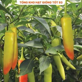 Hạt giống ớt sừng năng suất cao dễ trồng - hàng công ty loai 1