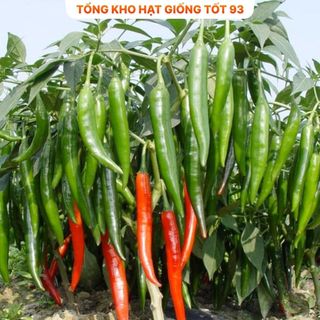 Hạt giống ớt sừng năng suất cao dễ trồng - hàng công ty loai 1
