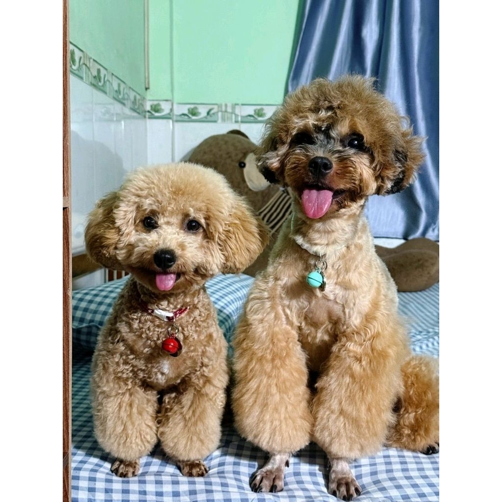 Vòng Cổ Vải Trơn Có Chuông Cho Mèo Size 18-30cm (2-5kg)
