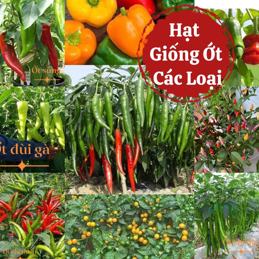 Hạt Giống Ớt f1 Siêu trái💯 Dày Cơm, Dòn Ngọt cực năng suất