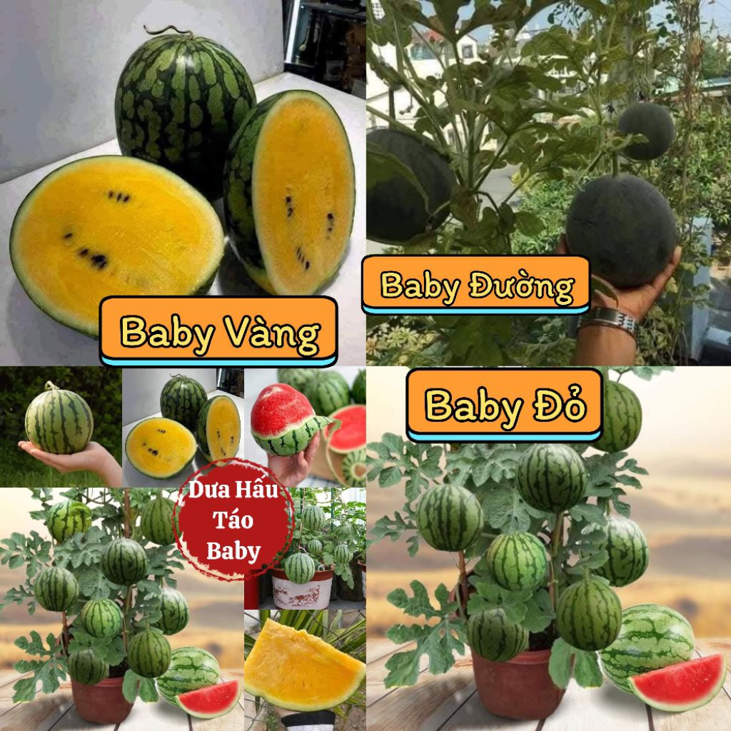 ❤Hạt Giống Dưa Hấu Đường ❤ Dưa Hấu Baby Quả Cực Kỳ Ngọt, RẤT SAI TRÁI