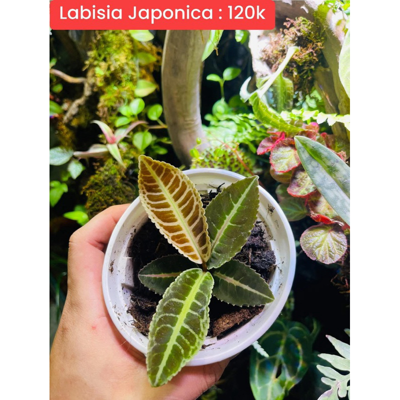 labisia Japonica terrarium - bán cạn -vivia