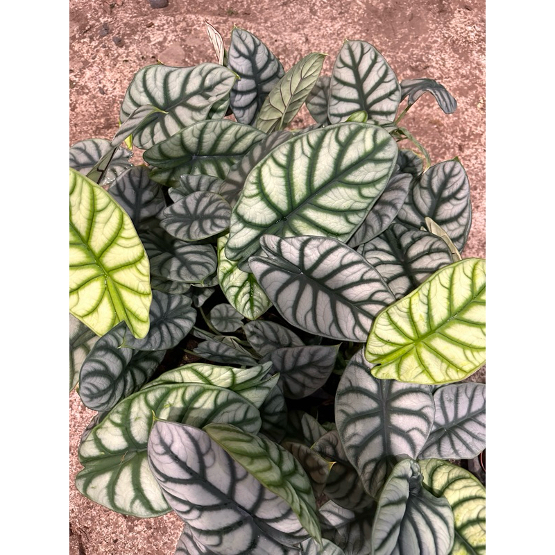 Cây Môn Rồng Xanh Alocasia Dragon Scale