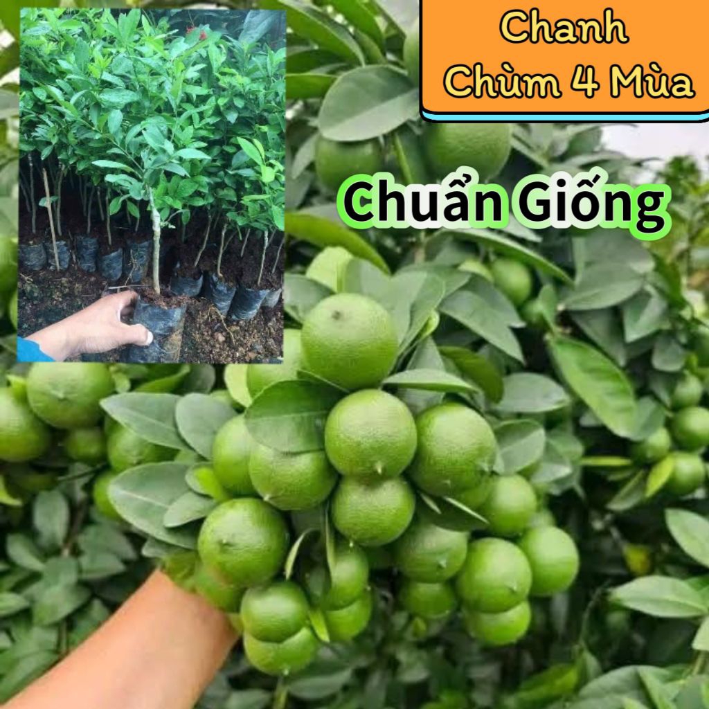 Bầu Cây Giống Chanh Chùm Tứ Quý❤️ Siêu Quả Quanh Năm Chất Lượng