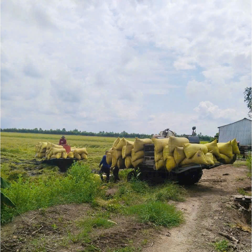 Gạo Thơm Bồ Câu ( lúa mới ) xát mộc, KHÔNG CHÀ BÓNG - dẻo dai, mềm, ngọt cơm, thơm mùi gạo mới