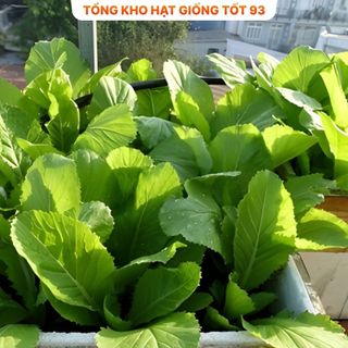 Hạt giống rau cải bẹ xanh mỡ gói to cho nhà vườn 500gr,2kg hàng công ty Loại 1