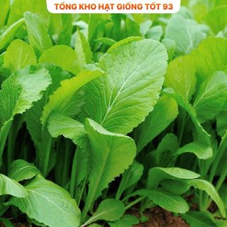 Hạt giống rau cải bẹ xanh mỡ gói to cho nhà vườn 500gr,2kg hàng công ty Loại 1