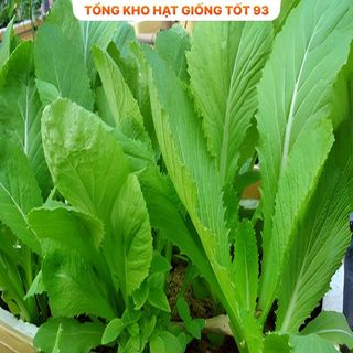Hạt giống rau cải bẹ xanh mỡ gói to cho nhà vườn 500gr,2kg hàng công ty Loại 1