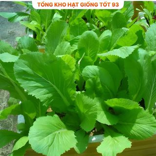 Hạt giống rau cải, rau ăn lá  năng Suất cao - hàng công ty Loại 1