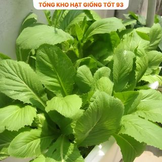 Hạt giống rau cải bẹ xanh mỡ gói to cho nhà vườn 500gr,2kg hàng công ty Loại 1