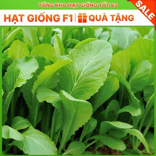 Hạt giống rau cải bẹ xanh mỡ gói to cho nhà vườn 500gr,2kg hàng công ty Loại 1